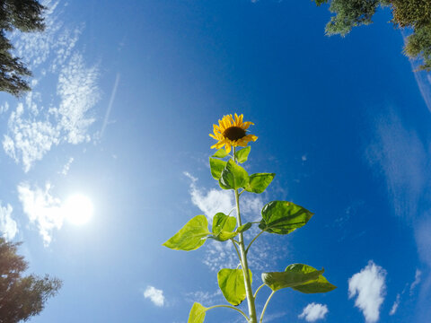 Summer nature sunflower flower sky