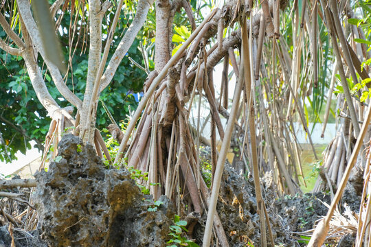 Close up view of intricate aerial pandanus tree roots intertwining over rocky coastal ground in daylight.