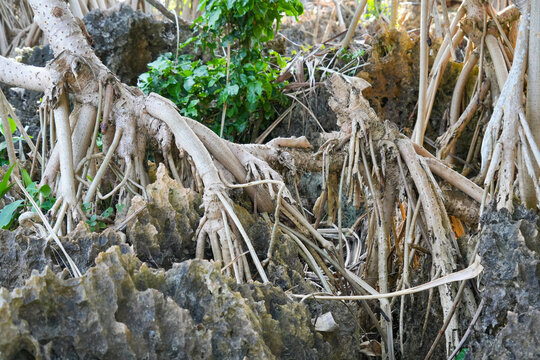 Close up view of intricate aerial pandanus tree roots intertwining over rocky coastal ground in daylight.