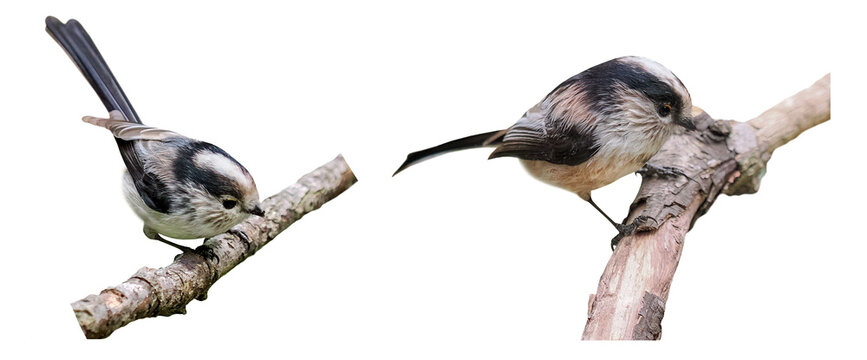Long-tailed tit (Aegithalos caudatus), isolated on transparent background