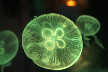 Luminous green moon jellyfish glowing in dark water in an aquarium © Duc Nguyen