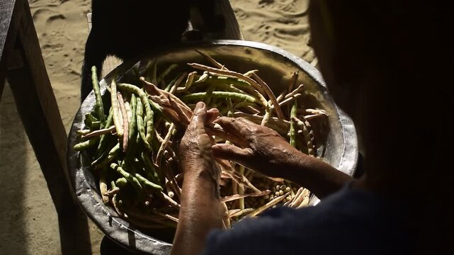 Debulhando feij&atilde;o verde, mulher fazendeira vista de costas descascando vagens do vegetal rec&eacute;m colhido em bacia de alum&iacute;nio 
