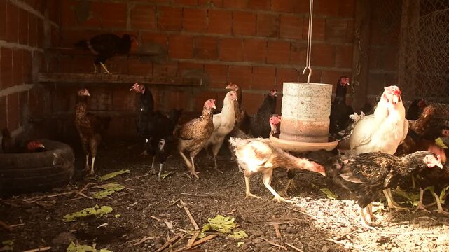Galinhas caipiras ciscando dentro de galinheiro familiar, pequena cria&ccedil;&atilde;o de aves rural dentro de constru&ccedil;&atilde;o de alvenaria com tijolos vermelhos