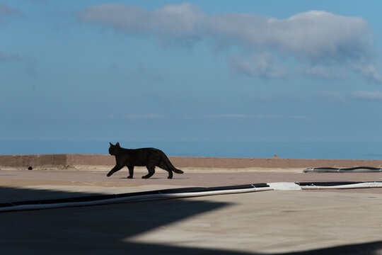 Italy, Sardinia, Castelsardo.  Black domestic cat, prowling on rooftop. 