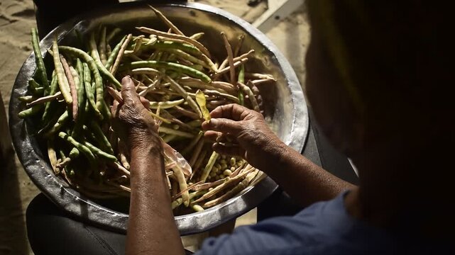 Agricultora debulhando feij&atilde;o verde em bacia de metal, agricultura familiar