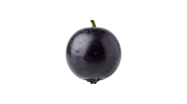 Single ripe elderberry fruit isolated on white background, high resolution studio shot of a fresh dark purple berry for healthy food design