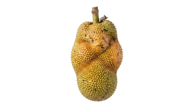 Fresh Cempedak Fruit Isolated on White Background, Tropical Exotic Fruit with Spiky Texture, Studio Photography of Artocarpus Integer Fruit