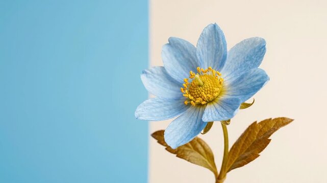 Minimalist blue flower with yellow center on split pastel background, studio shot