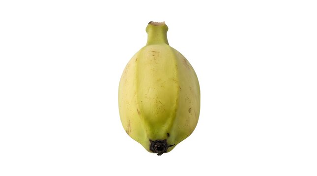 Single Burro Banana Fruit Isolated on White Background, Studio Product Photography of Tropical Orinoco Banana with Unique Stubby Shape