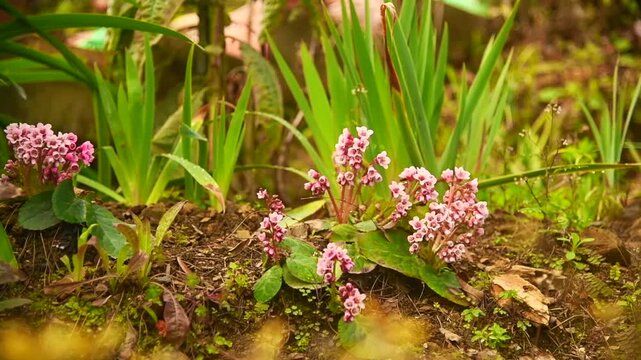 Pink Bergenia Ciliata Flowers Growing on Uttarakhand Himalayan Forest Floor
