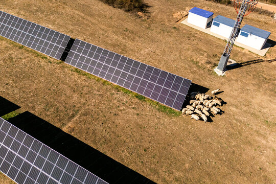 An aerial view of a flock of sheep grazing next to solar panels. Dual-use land farming