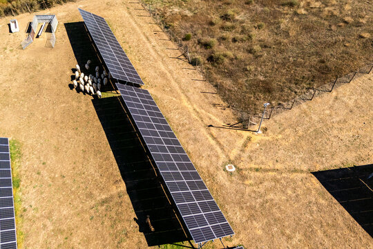 An aerial view of a flock of sheep grazing next to solar panels. Dual-use land farming