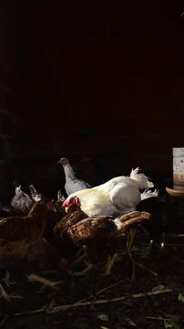 Aves p&eacute; duro de cria&ccedil;&atilde;o dom&eacute;sticas criadas dentro de galinheiro, galinhas ciscando