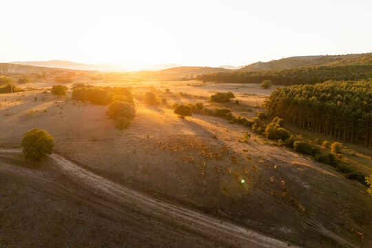An aerial view of a herd of cattle grazing on a dry pasture at sunset with warm golden light spilling over the hills