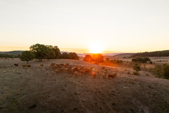 An aerial view of a herd of cattle grazing on a dry pasture at sunset with warm golden light spilling over the hills