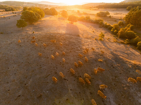 An aerial view of a herd of cattle grazing on a dry pasture at sunset with warm golden light spilling over the hills