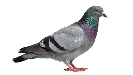 Obraz premium Gray pigeon with iridescent neck feathers, isolated on transparent background