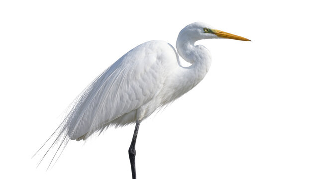 Elegant white great egret bird with long yellow beak, isolated on transparent background