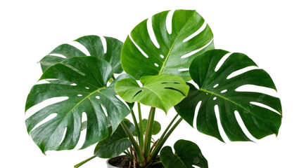 Lush green Monstera Deliciosa plant with large fenestrated leaves, isolated on transparent background © Luke