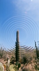 Obraz premium Surreal mobile wallpaper featuring a desert cactus with concentric circle effects.