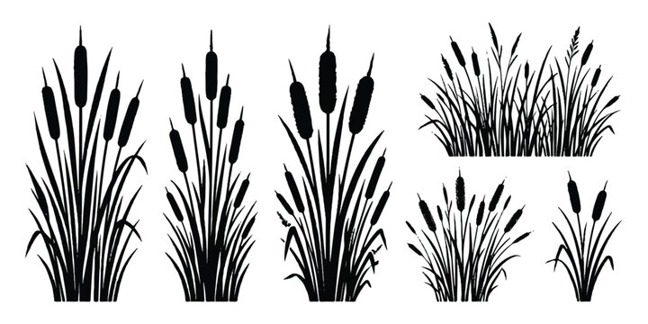 Group of black silhouette reed and cattail plants for swamp vegetation design with aquatic plants silhouettes botanical vegetation collection elements