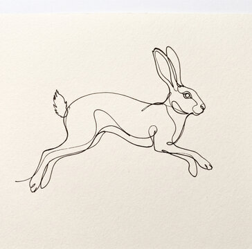 vector illustration of a bunny