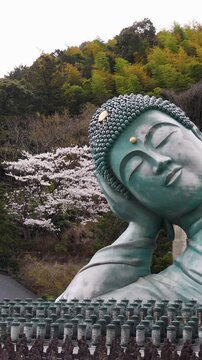 Reclining Buddha giant bronze statue at Nanzoin Temple in Sasaguri, Japan, Kasuya district, Fukuoka Prefecture, Kyushu Island, with cherry blossoms and bamboo forest on spring day, peaceful landscape