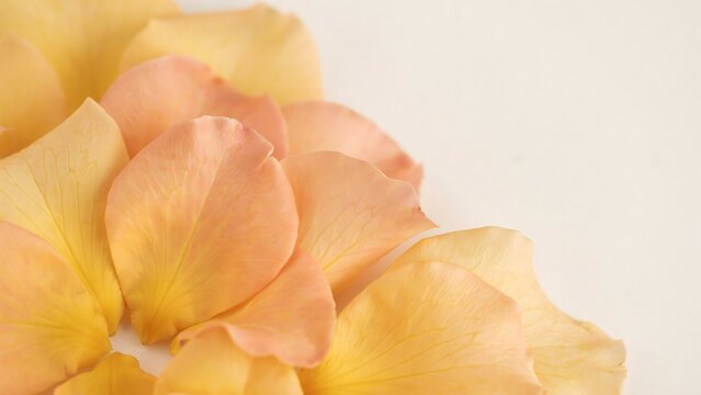 Soft Pastel Yellow and Peach Colored Flower Petals Close Up Image