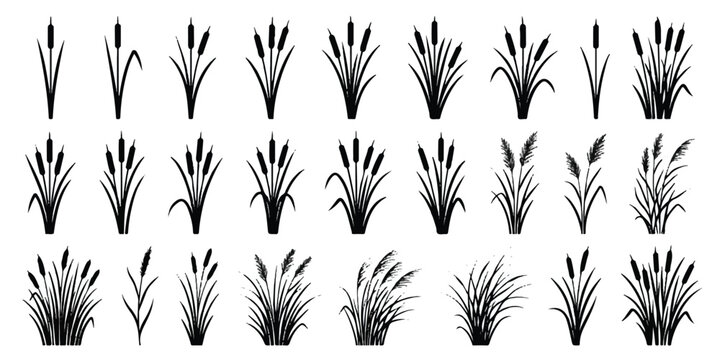 Set of black cattail silhouettes and aquatic swamp plants for natural design elements with plant silhouettes marsh grass botanical illustrations nature
