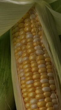 close up ripe sweet corn on cob in husk harvest food