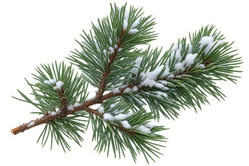 Obraz premium Pine branch with snow covering green needles, isolated on transparent background. Winter nature, seasonal decoration, christmas forestry.