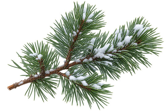 Pine branch with snow covering green needles, isolated on transparent background. Winter nature, seasonal decoration, christmas forestry.