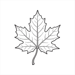 Fototapeta premium WebMaple leaf botanical line art isolated on white background, Minimalist maple leaf outline illustration with delicate details, Elegant maple leaf line drawing for botanical design