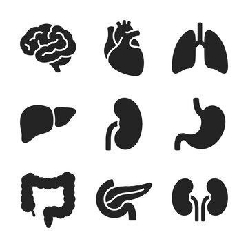 Internal human organs vector illustration set featuring brain heart lungs liver and stomach icons