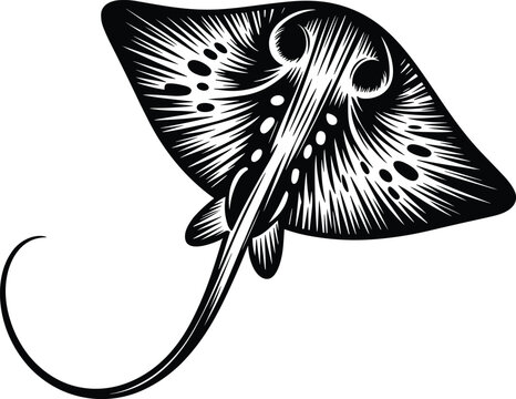 Black and white of a stingray swimming, featuring detailed line work and patterns on a white background