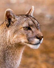 Obraz premium PUMA, FELINO, ANIMAL