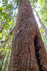 Obraz premium Rough tree trunk with a hollow cavity rises toward green forest canopy.