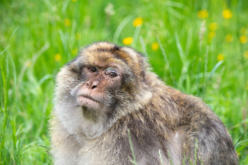 the face of a monkey © garry