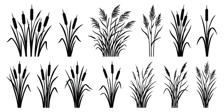 Set of black silhouettes of reeds cattails marsh grasses isolated on white background marsh grass plant silhouettes aquatic plants vector set