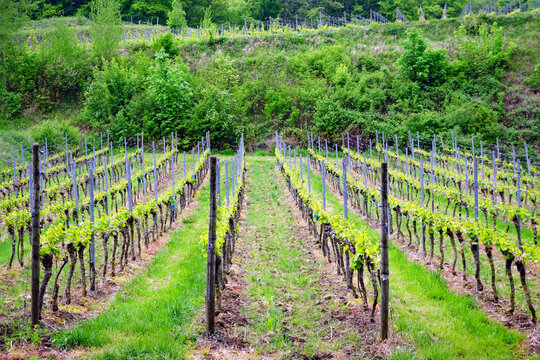 Kaiserstuhl Weinberg Weinanbau