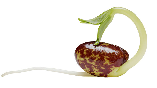 Sprouting bean seed with emerging root and cotyledon, isolated on transparent background