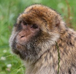 Obraz premium close up of a macaque
