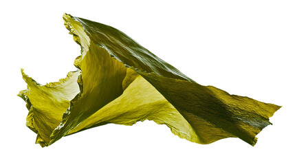 Wrinkled green kelp seaweed leaf, isolated on transparent background © Evans