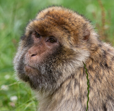 close up of a macaque