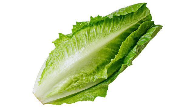 Fresh green romaine lettuce head crisp leaves, isolated on transparent background