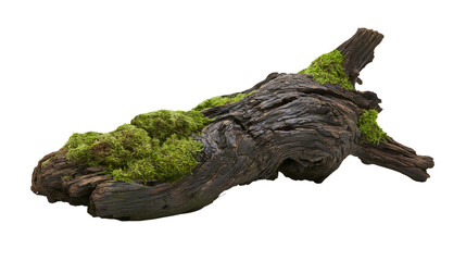 Dark gnarled driftwood covered in vibrant green moss, isolated on transparent background © Evans