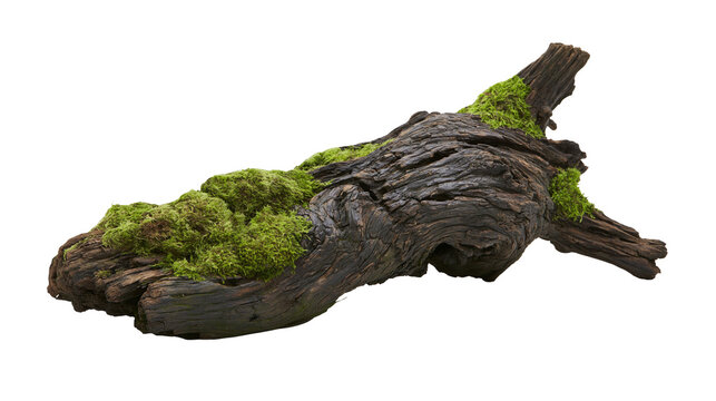 Dark gnarled driftwood covered in vibrant green moss, isolated on transparent background