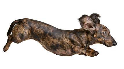 Brindle dachshund dog running with ears flapping, isolated on transparent background © Evans