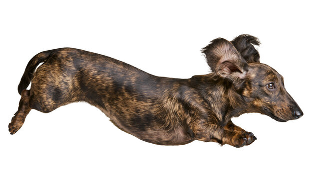 Brindle dachshund dog running with ears flapping, isolated on transparent background