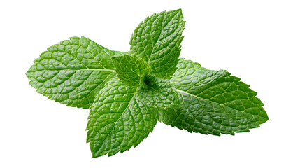 Fresh green mint leaves with textured surface, isolated on transparent background © Evans